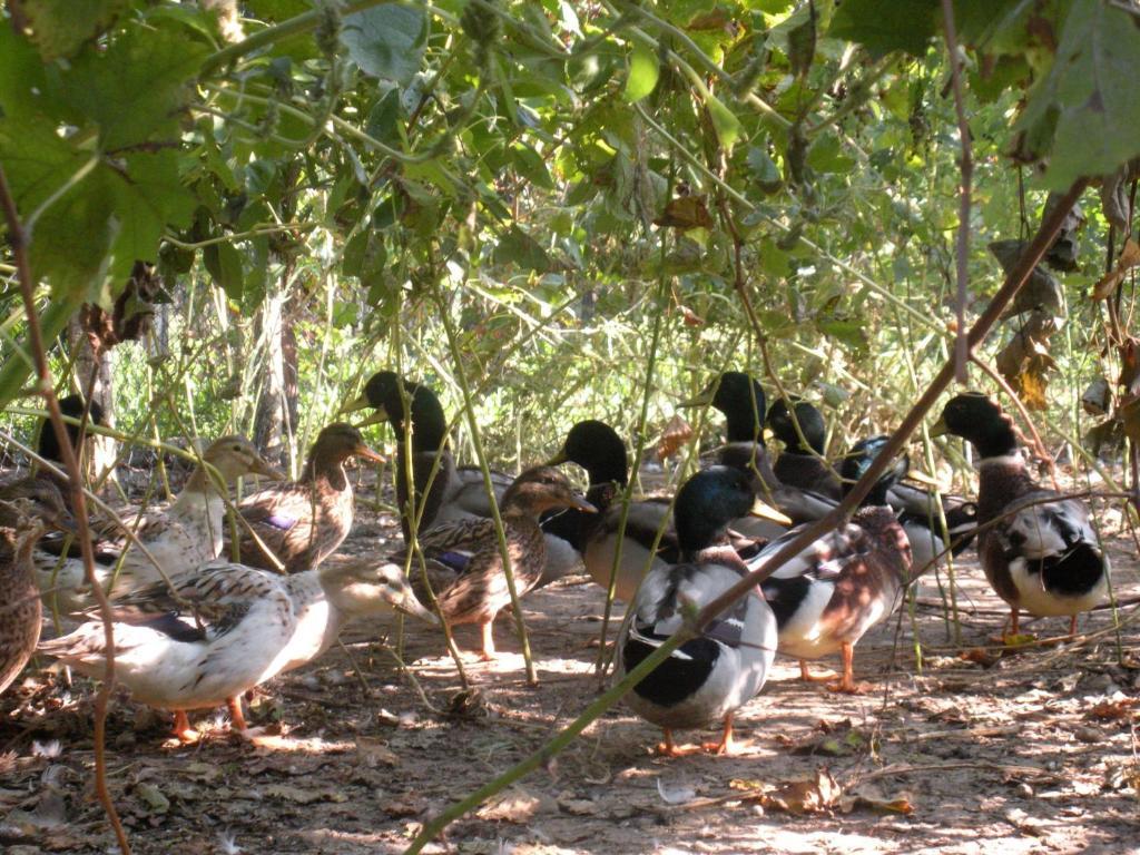 Sant'Andrea Agriturismo Con Cantina Martignago Vignaioli Asolo Prosecco Docg Wines Maser Екстериор снимка